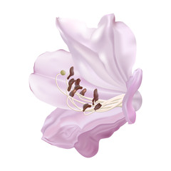 Beautiful Lily flower Isolated on white background. Vector illustration. EPS 10