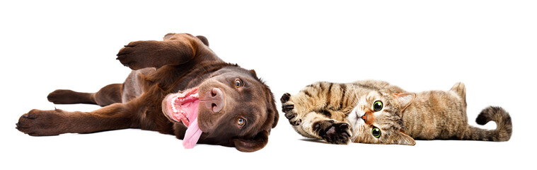 Funny cute Labrador puppy and  cat Scottish Straight lying together isolated on a white background
