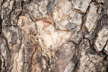 Old wooden texture . background