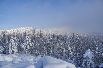 Winter forest with snow-covered fir trees high in the mountains. Sunny February day in the spruce forest. The trees are covered with snow to the top of their heads.