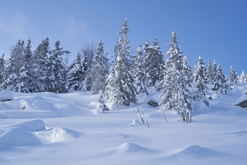 Winter forest with snow-covered fir trees high in the mountains. Sunny February day in the spruce forest. The trees are covered with snow to the top of their heads.