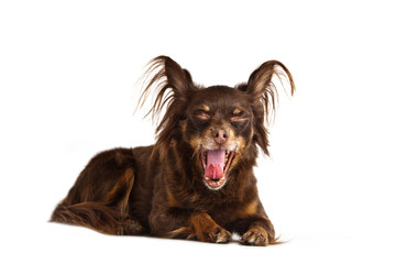 Dog breed Russian toy terrier longhair chocolate yawning portrait isolated on white