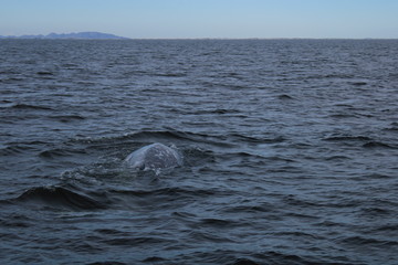 Fototapeta premium sonora