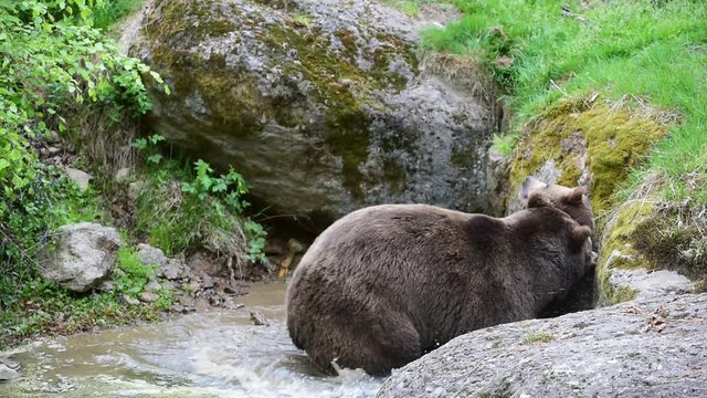 Male brown bear mating with female in pond
