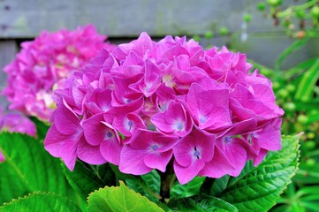 Beautiful flowers of hydrangeas in Brittany. France