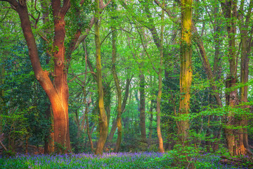 Highgate Wood in North London, England