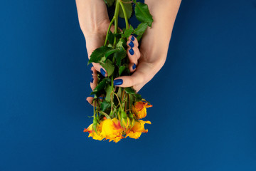 Beautiful woman hands with manicure holding roses against classic blue background