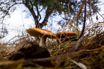 Caesar mushroom growing ( Amanita caesarea ) in the grass in the meadow. Big red-orange hat and white leg. Close up. Podlasie, Poland.