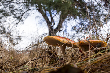 Caesar mushroom growing ( Amanita caesarea ) in the grass in the meadow. Big red-orange hat and white leg. Close up. Podlasie, Poland.