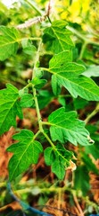 Tomato plant in the agriculture farm