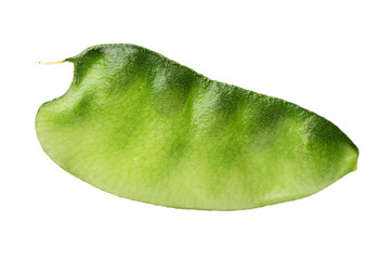 avocado isolated on white background