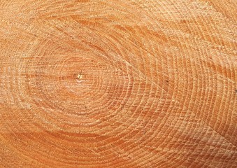 Old wooden oak tree cut surface. Detailed warm dark brown and orange tones of a felled tree trunk or stump.