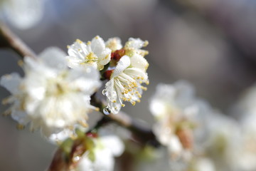 朝露に濡れた、梅の花