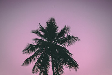 Fototapeta na wymiar silhouette of coconut tree