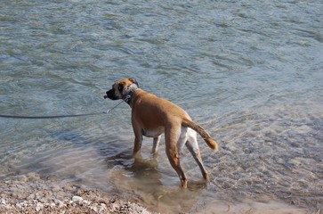 Dog Playing at River Turia
