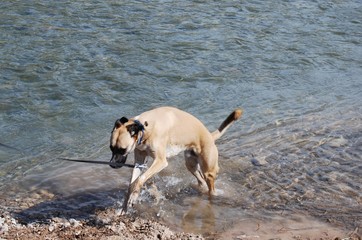 Dog Playing at River Turia