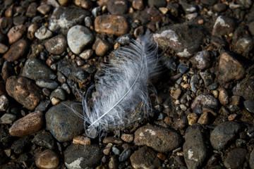 A white feather and pebble. Stone background. A beautiful feather.