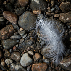 A white feather and pebble. Stone background. A beautiful feather.