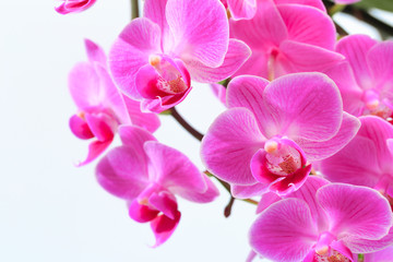 Obraz na płótnie Canvas Pink orchid isolated on a white background. - Image