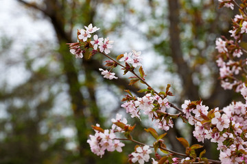 Blooming pink sakura in early spring
