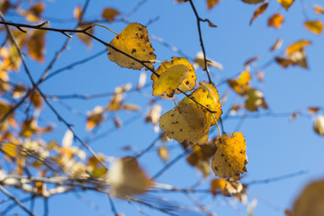 autumn leaves on tree