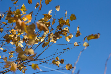 autumn leaves against blue sky