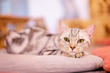 Sleepy cat on a pillow.