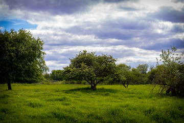 tree in the field