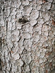 Baumrinde Holz Hintergrund