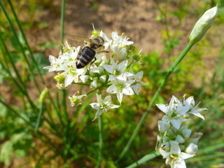 Garlic chives (Allium tuberosum,  