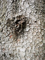 Baumrinde Holz Hintergrund