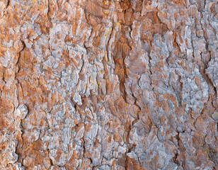 Conifer bark texture