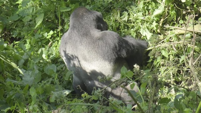 Camera tilt down to reveal silverback mountain gorilla with back turned eating at Bwindi Impenetrable Forest National Park in Uganda