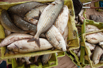  Fishing industry in Portugal.