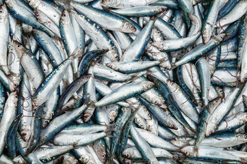 Freshly caught sardines top view background.