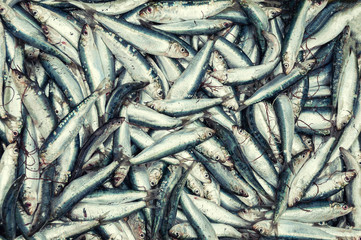 Fototapeta premium Freshly caught sardines top view background.