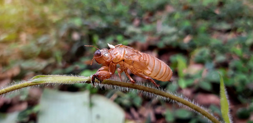 Cicadas molting on the branches,Cicada stains.