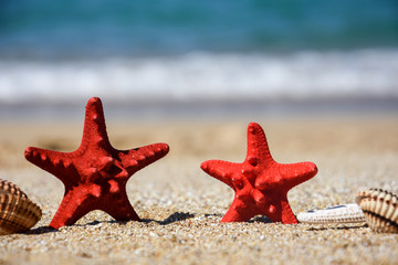 Fototapeta na wymiar Starfish on sandy beach. Travel and summer holidays concept, empty space for text 
