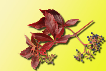 Naklejka na ściany i meble autumn red leaves. wild grape branch with shadow isolated on yellow gradient background