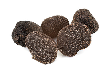 Tuber melanosporum in studio