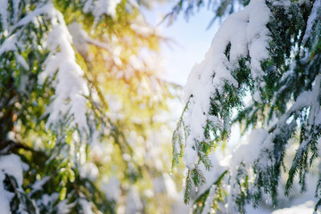Forest in winter. Pine trees covered by snow.