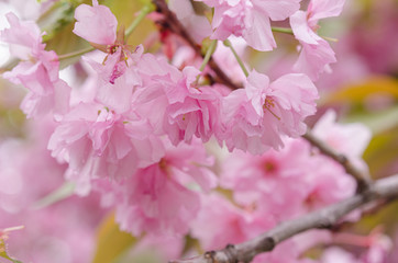 Blooming sakura flowers close-up.
