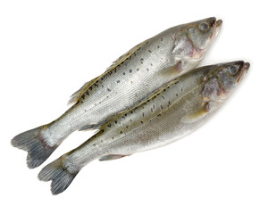 Canada Striped bass whole fresh fish, also called Atlantic striped bass, striper, linesider, rock or rockfish, product of Canada, isolated on white background.