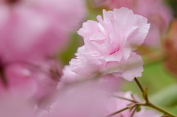 Blooming sakura flowers close-up.