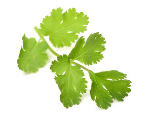 Fresh parsley leaf isolated on a white background