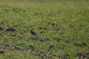 Eurasian skylark bird on field Alauda arvensis. Birdwatching in Lubana, Latvia.