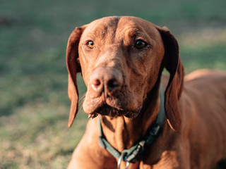 Exhausted dog resting on grass.
