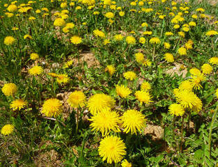 Yellow dandelion (Taraxacum officinale) flowers fluffy heads on green grass. Wild flowers blooming in spring. Spring blossom background. Flowers background. Closeup, selective focus