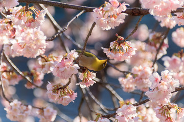 メジロと梅の花　宮地嶽神社　福岡県福津市　Japanese White-eye and Plum blossom Miyajidake  Shrine Fukuoka Fukutsu city