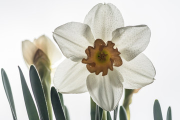 Isolated close up macro of a daffodil flower covered with morning dew droplets- Israel